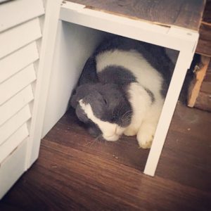 Schlafendes glückliches Kaninchen