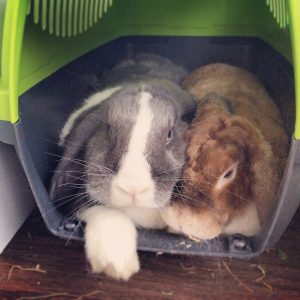 Kuschelige Kaninchen