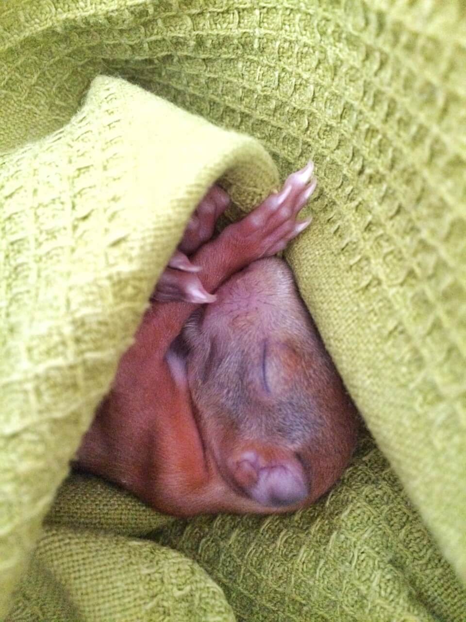 Baby Eichhörnchen Erstversorgung