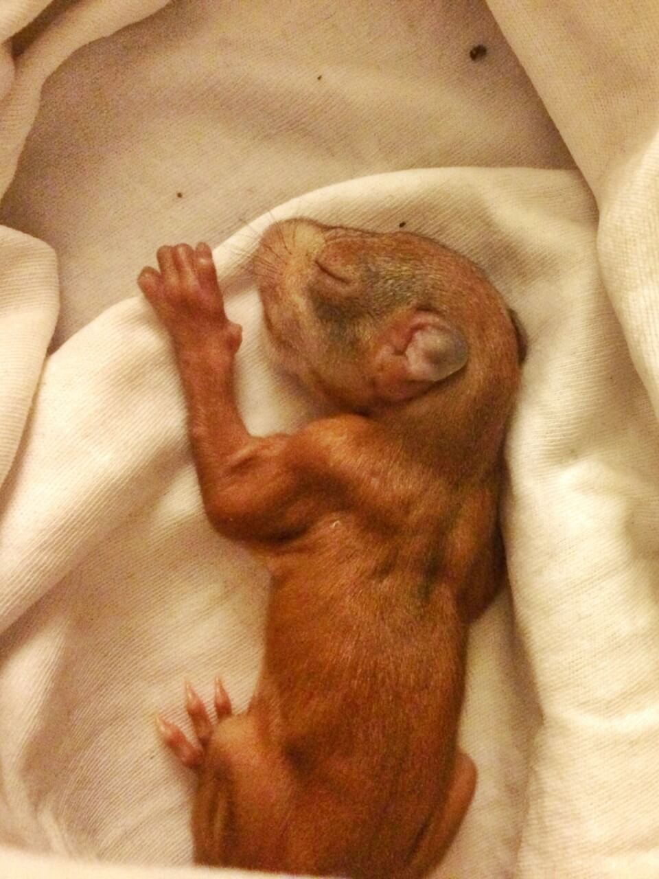 Baby Eichhörnchen Erstversorgung