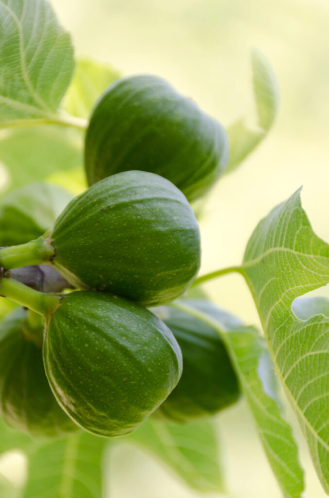 Feigenbaum - Vom Feigenbaum im Garten bis zur Ernte: Feigenbaum kaufen, pflanzen, düngen und richtig schneiden