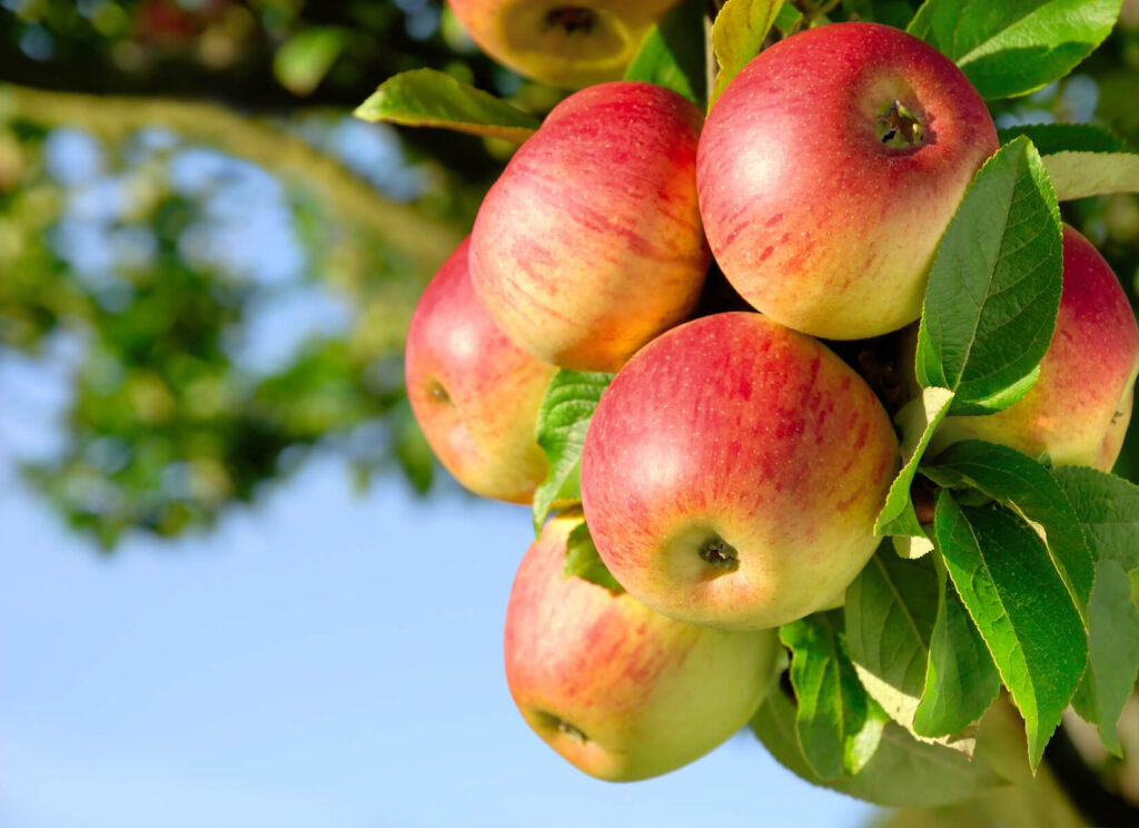 Apfelernte im Herbst