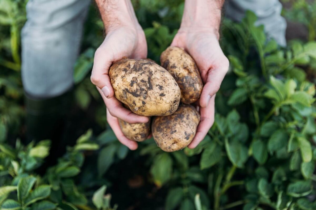 wie kocht man kartoffeln im topf